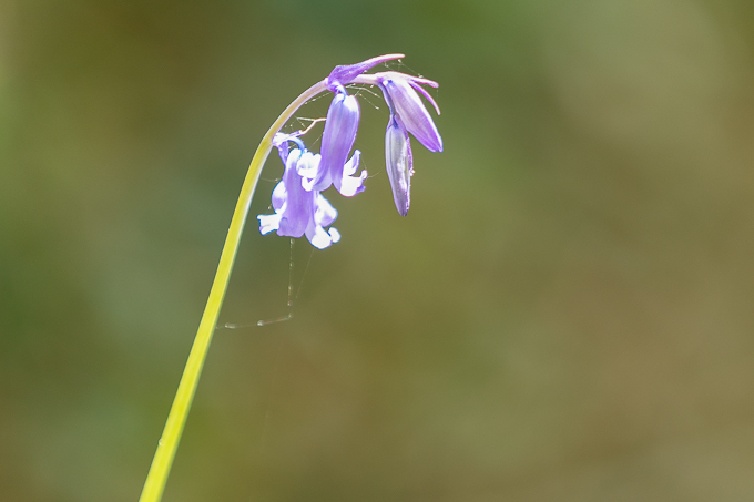 Tintern May 2018 (008)